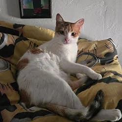 ROUSSETTE, female young Mixed Breed for adoption at Les Babychoux