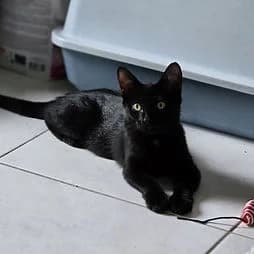 SADA, female Mixed Breed for adoption at Les Babychoux