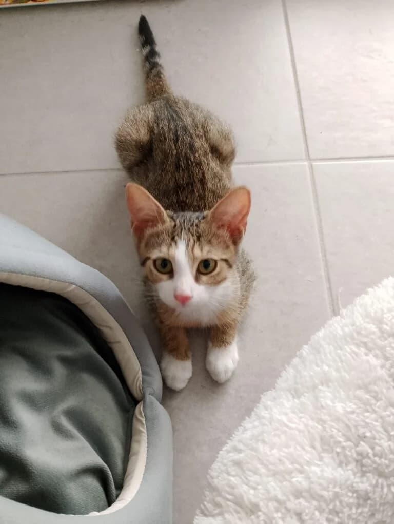 TIGER, male puppy Mixed Breed for adoption at Les Babychoux