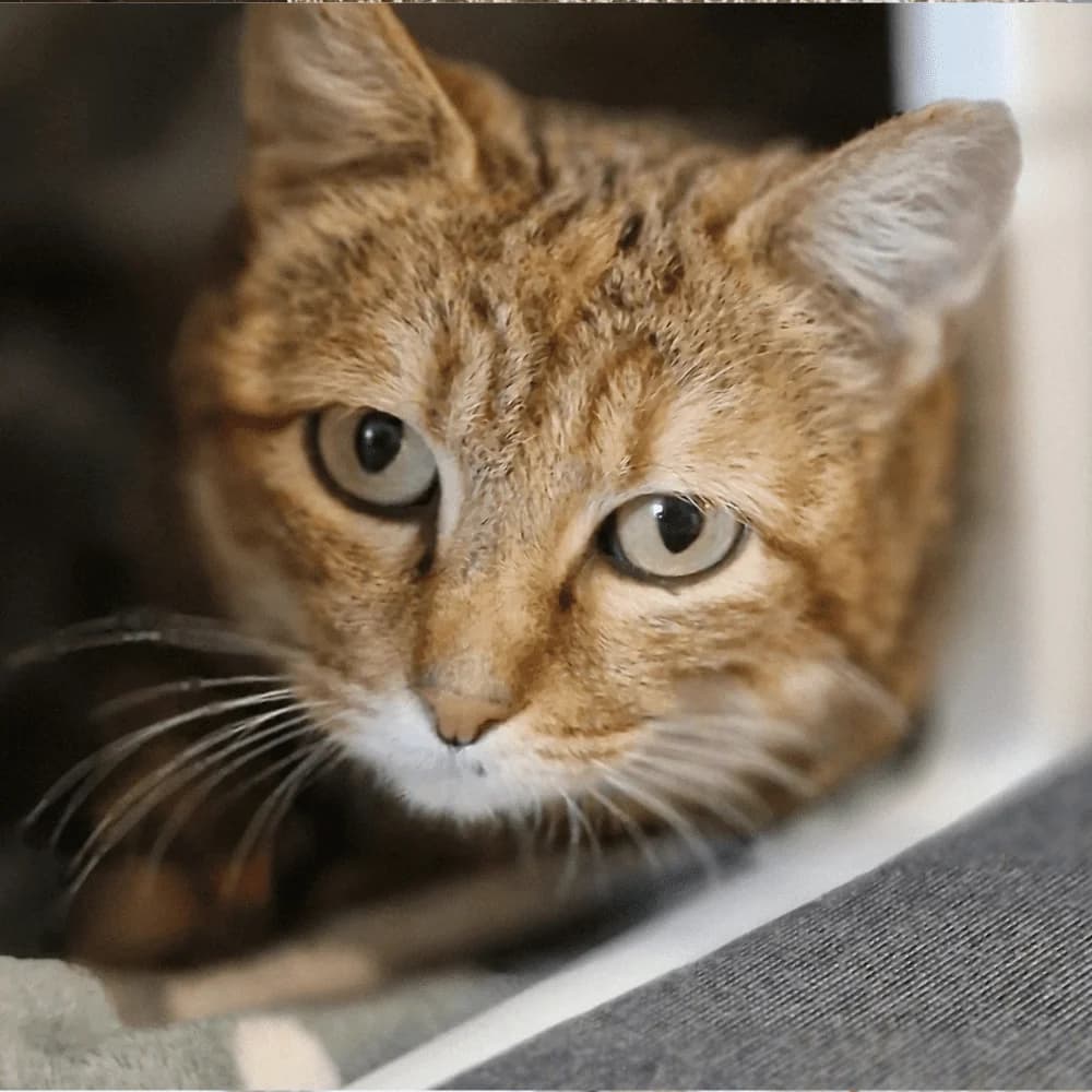 Canelle, female young Mixed Breed for adoption at Les Chachous de Chacha