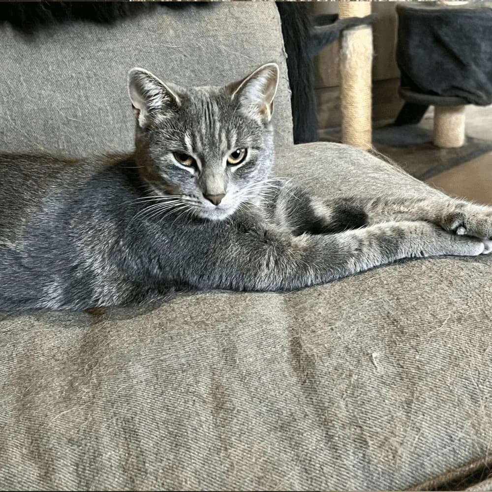 Mirabelle, female Mixed Breed for adoption at Les Chachous de Chacha