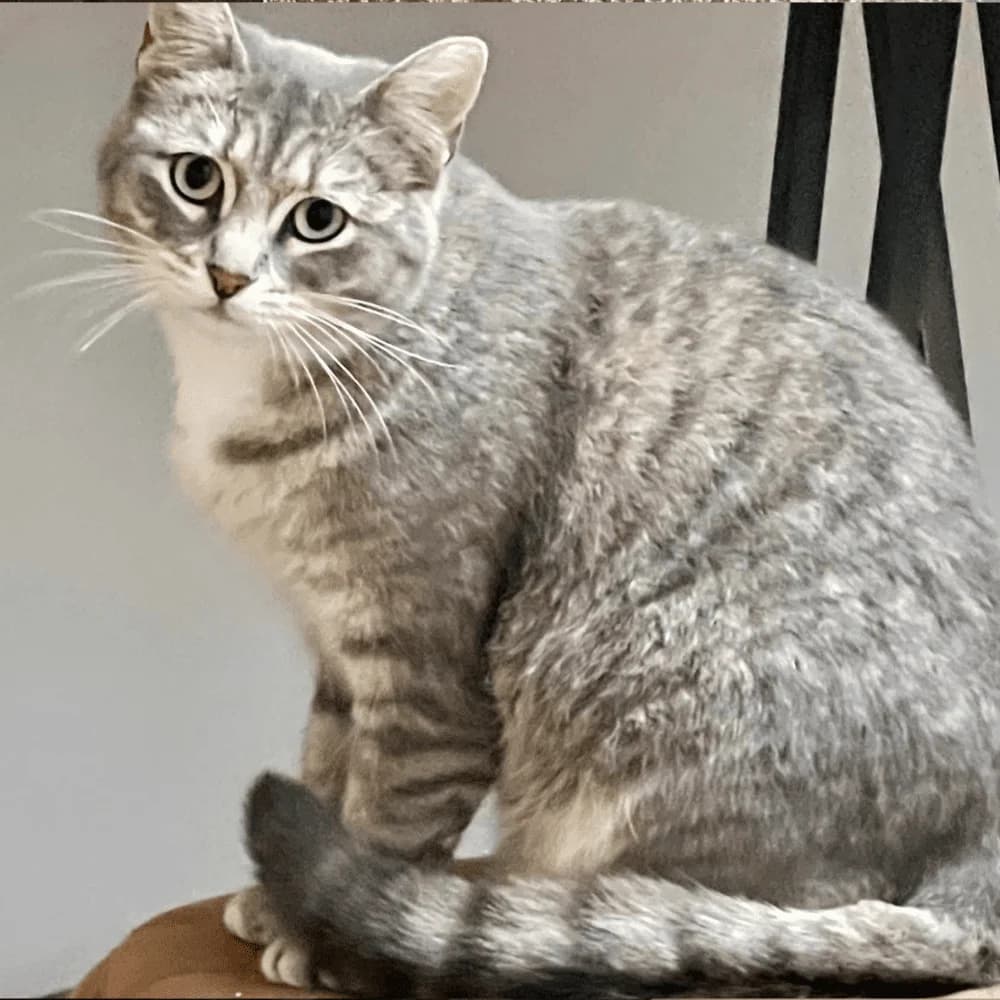 Miss Pérégrine, female Mixed Breed for adoption at Les Chachous de Chacha