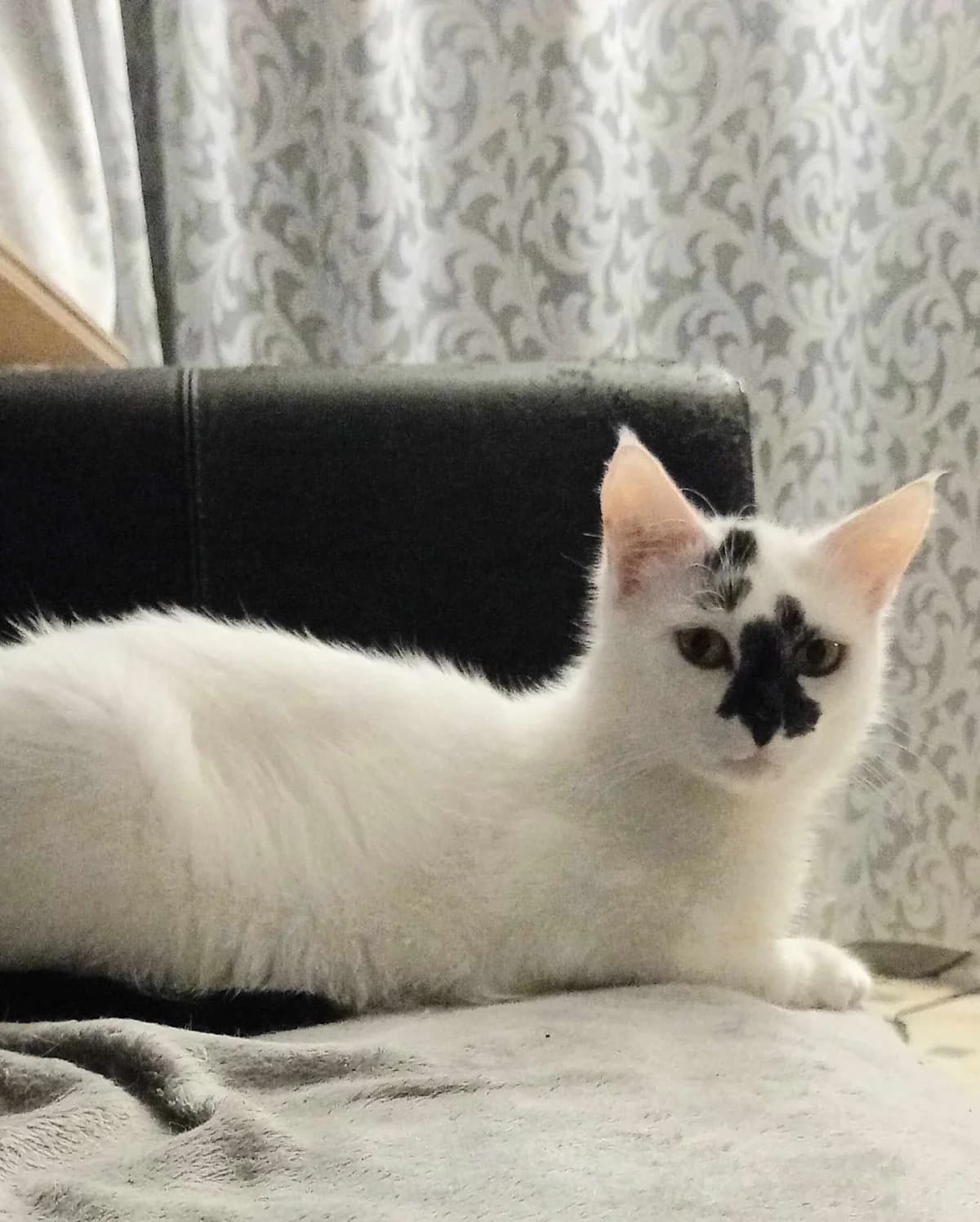 Nouchette, female Mixed Breed for adoption at Les Chachous de Chacha