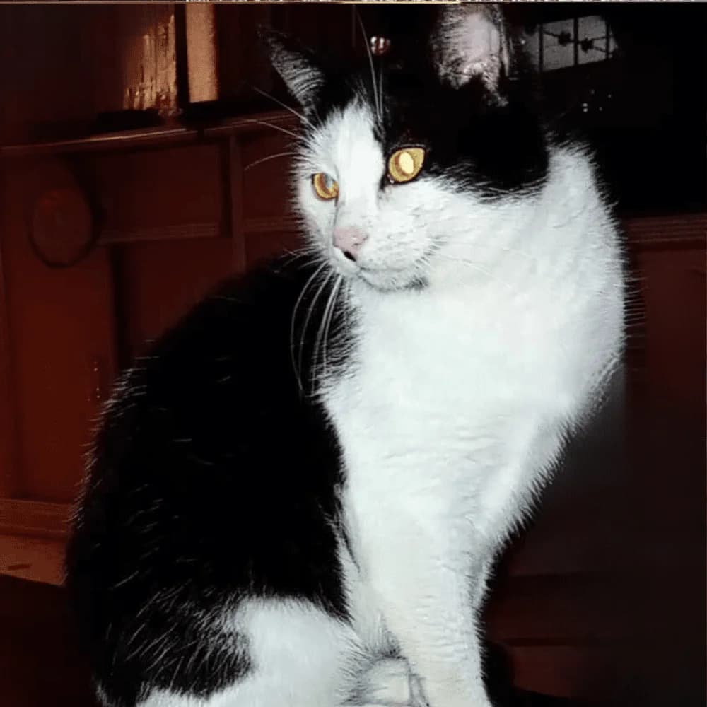 Nounoue, female Mixed Breed for adoption at Les Chachous de Chacha