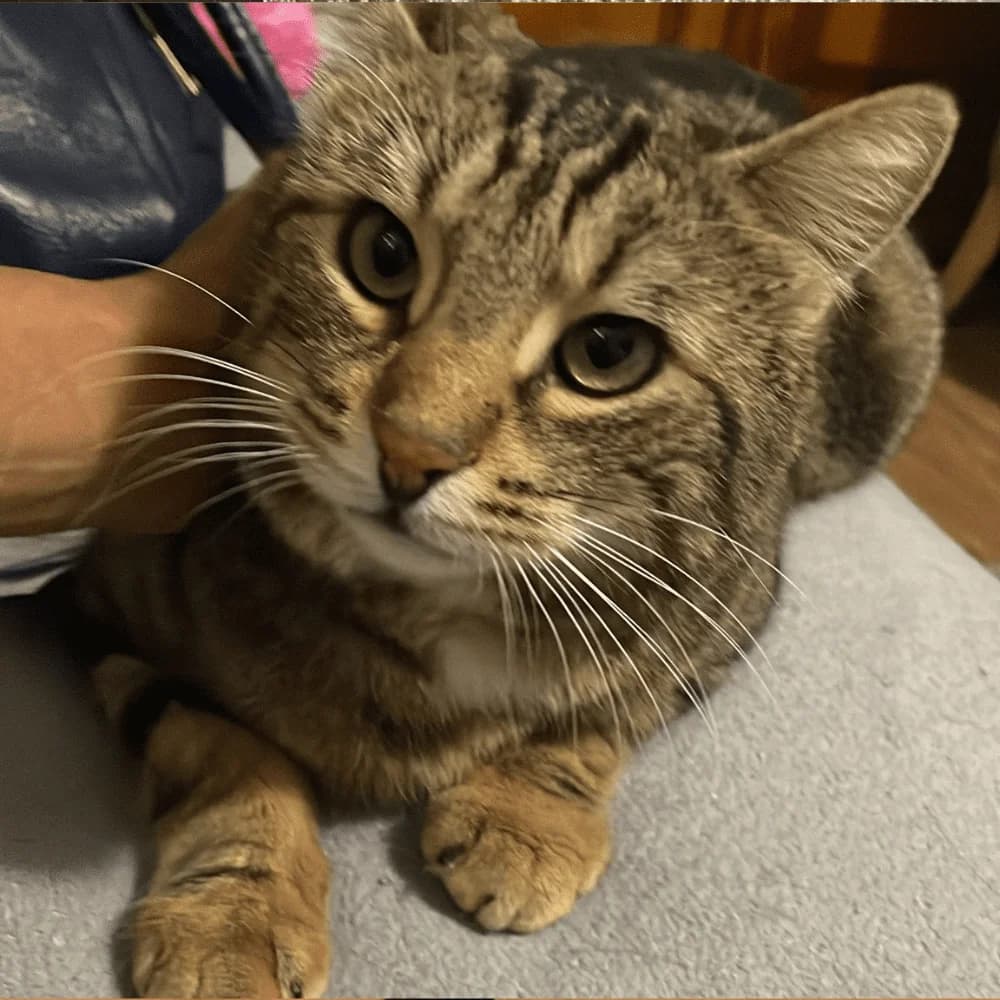 Sonic, male Mixed Breed for adoption at Les Chachous de Chacha