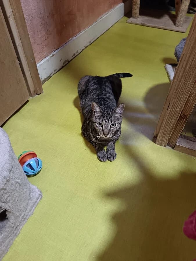 ULYSSE, male 3yo Mixed Breed for adoption at Les Chats de la Clouère