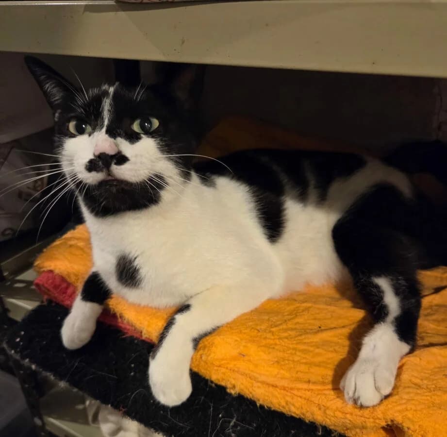 MYSTIE, female 3yo Mixed Breed for adoption at Les Chats de la Clouère