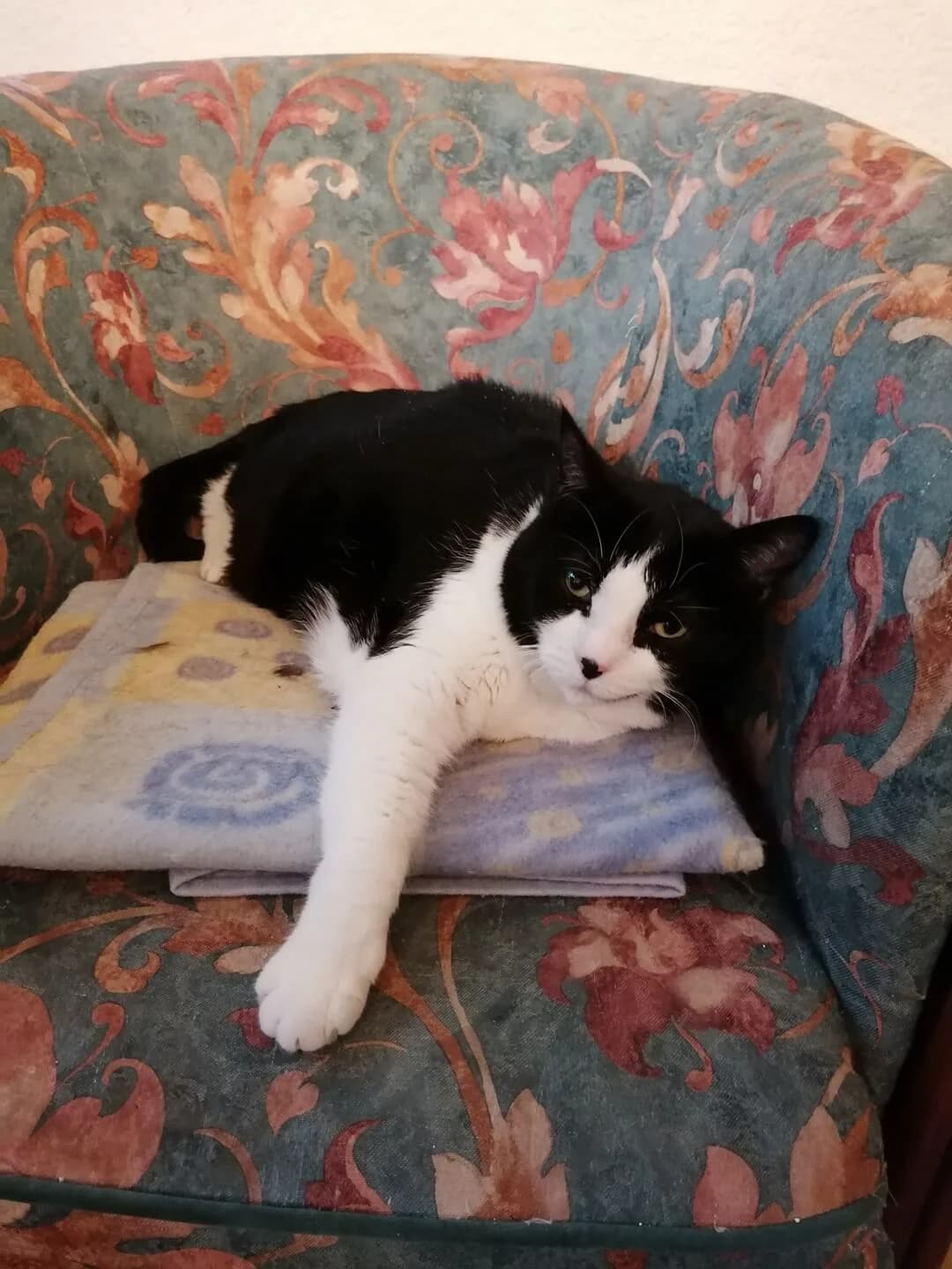 RIO, male senior Mixed Breed for adoption at Les Chats de la Clouère