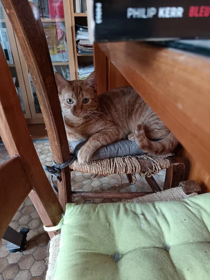 TOULOUSE, male young Mixed Breed for adoption at Les Chats de la Clouère