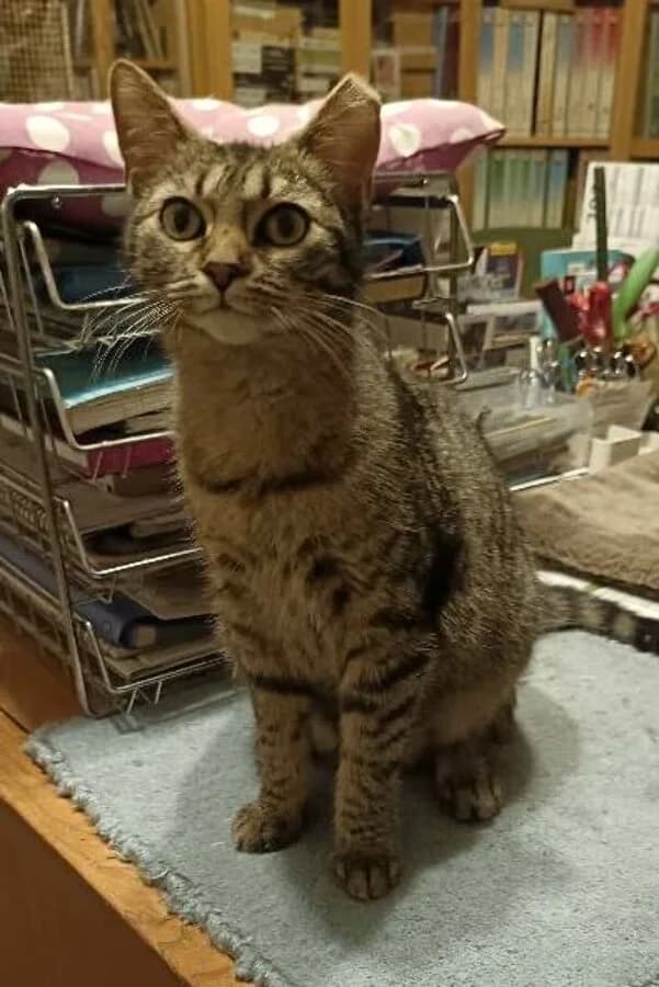 VALIA, female young Mixed Breed for adoption at Les Chats de la Clouère