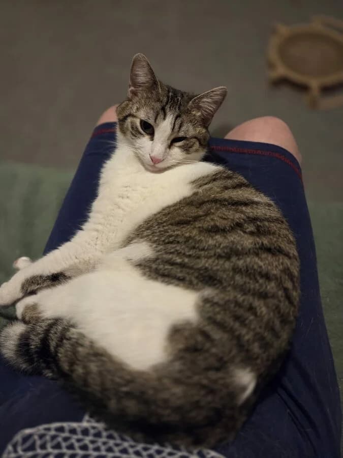 FRIMOUSSE, female young Mixed Breed for adoption at Les Chats de la Clouère