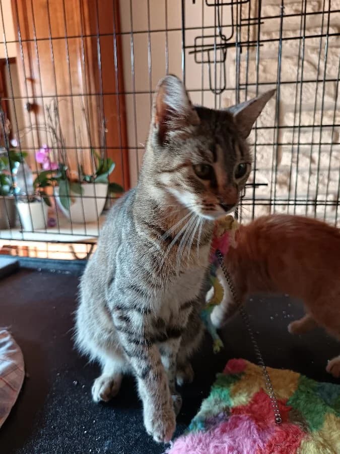 ALLY, female young Mixed Breed for adoption at Les Chats de la Clouère
