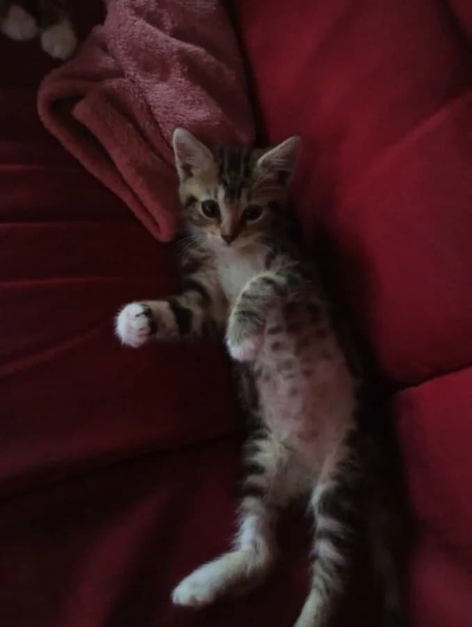 OHARA, female Mixed Breed for adoption at Les Chats de la Clouère