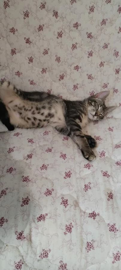 BILKI, male Mixed Breed for adoption at Les Chats de la Clouère