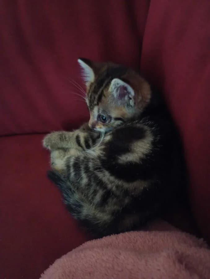 OLIVE, female Mixed Breed for adoption at Les Chats de la Clouère