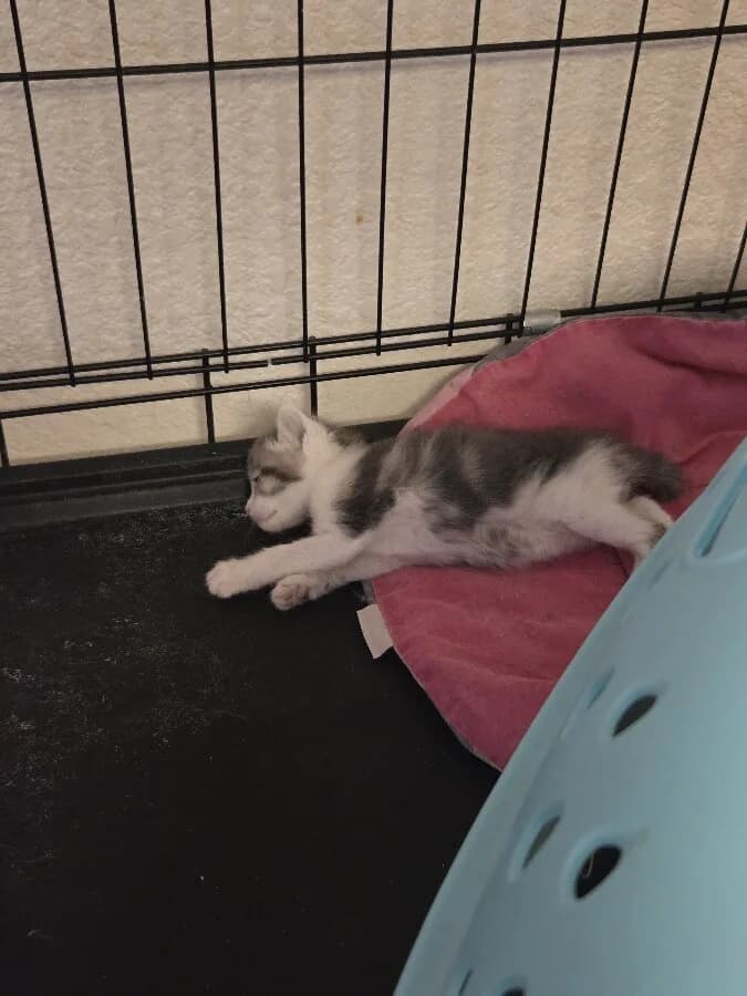 FLO BB, female Mixed Breed for adoption at Les Chats de la Clouère