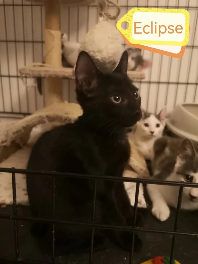 ECLIPSE, female Mixed Breed for adoption at Les Chats de la Clouère