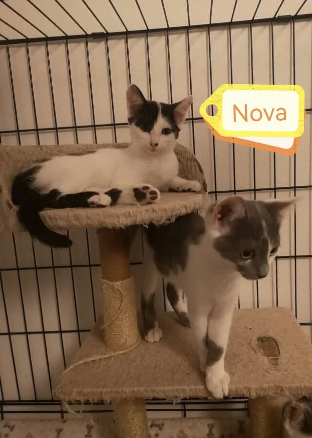 NOVA, female Mixed Breed for adoption at Les Chats de la Clouère