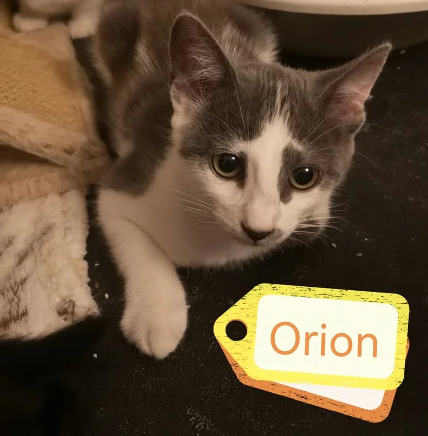 ORION, male Mixed Breed for adoption at Les Chats de la Clouère