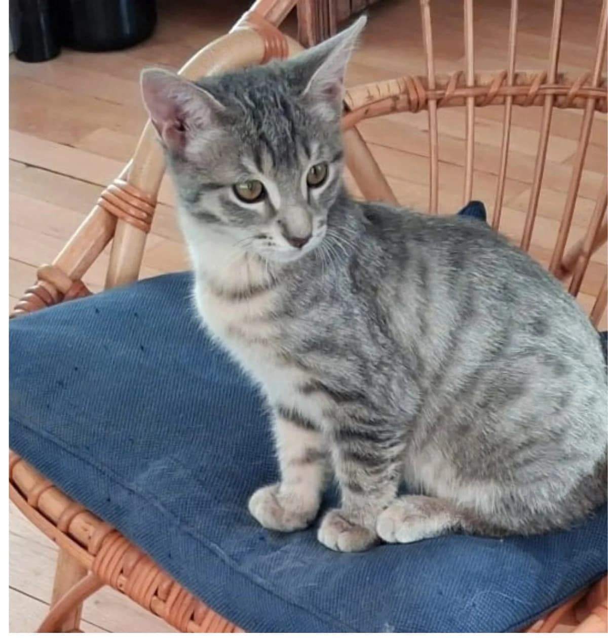 Barnabé, male puppy Mixed Breed for adoption at Association Les Chats De Loyasse