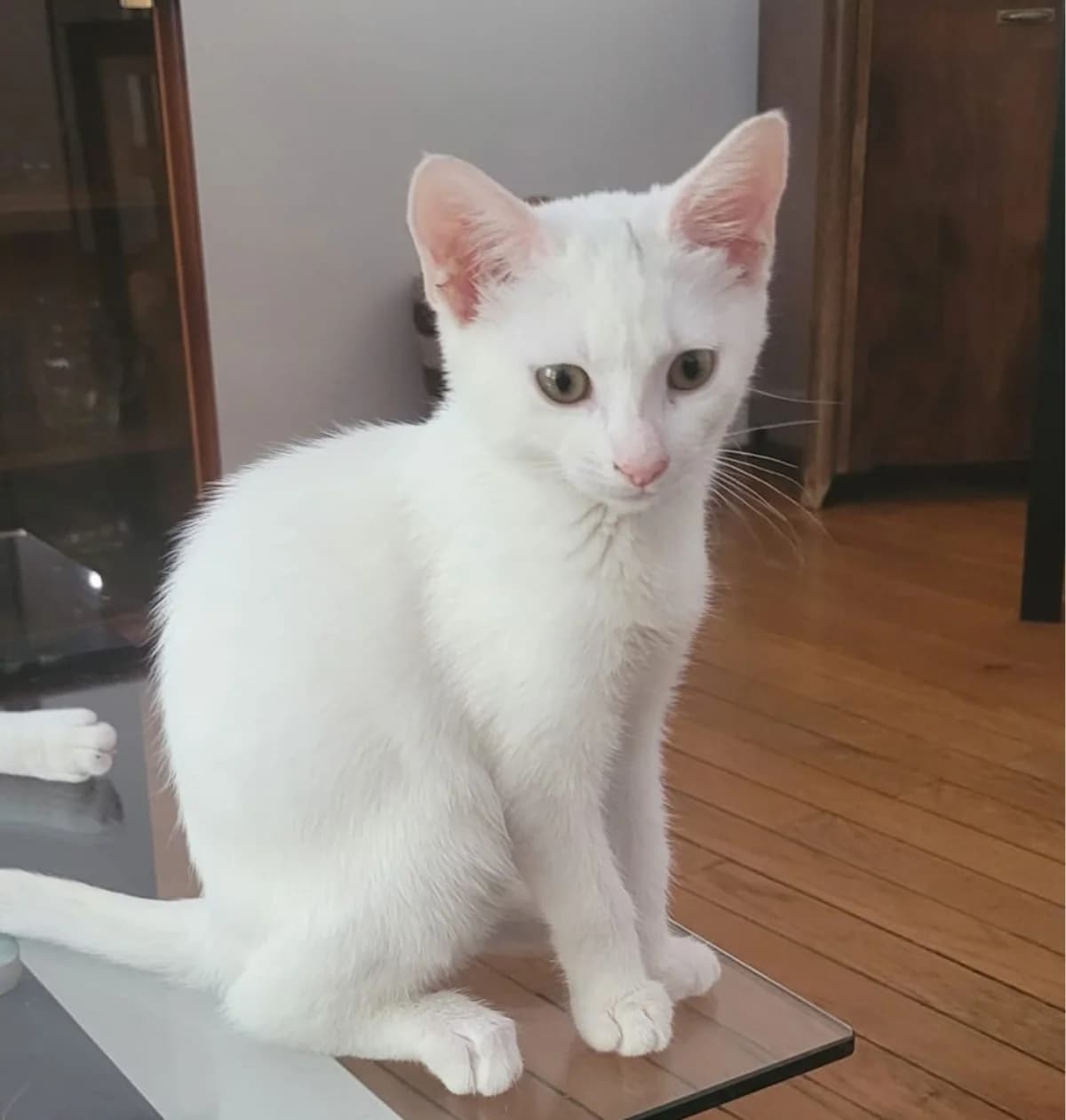 Neige, female puppy Mixed Breed for adoption at Association Les Chats De Loyasse