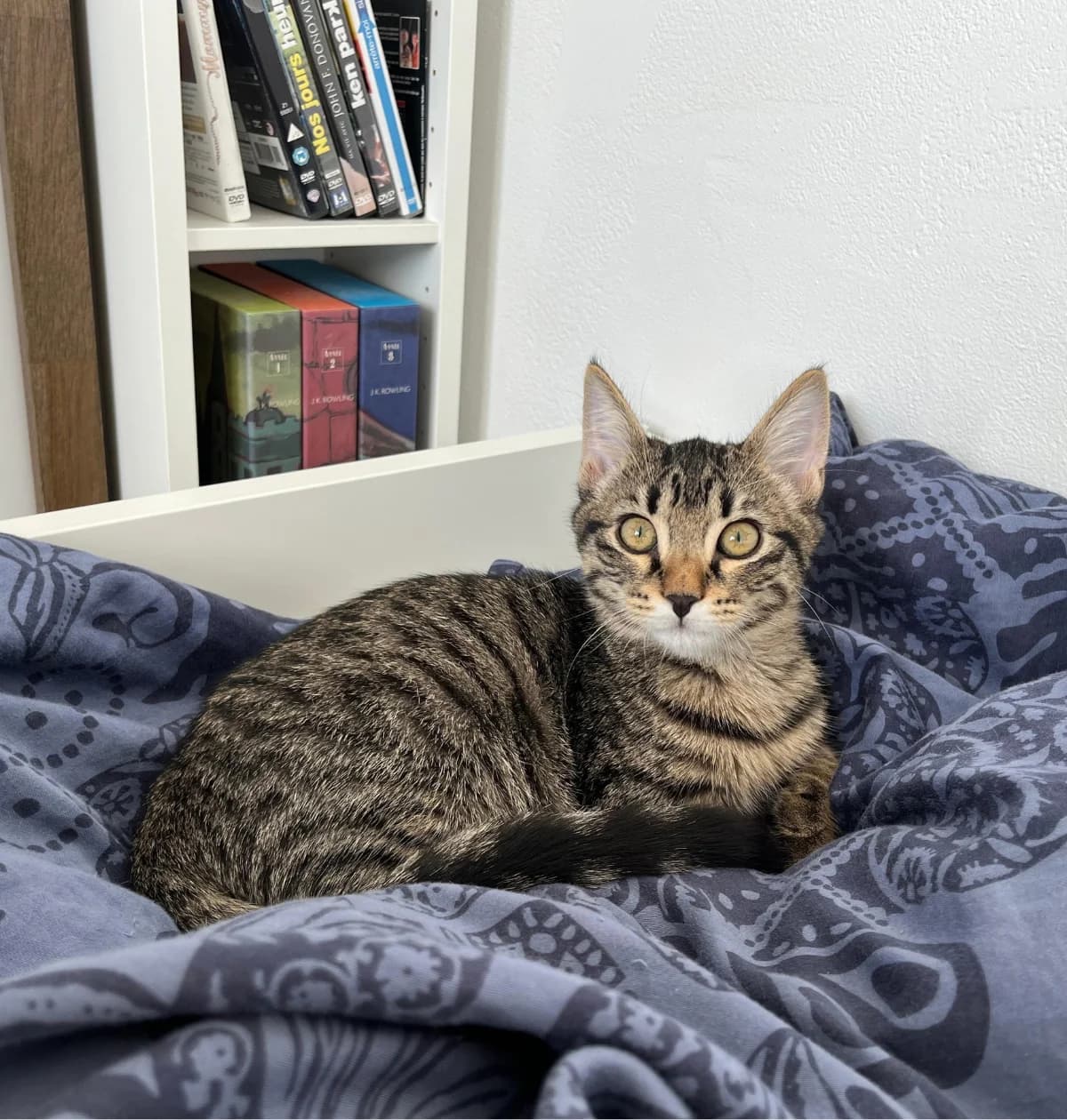 Violette, female puppy Mixed Breed for adoption at Association Les Chats De Loyasse