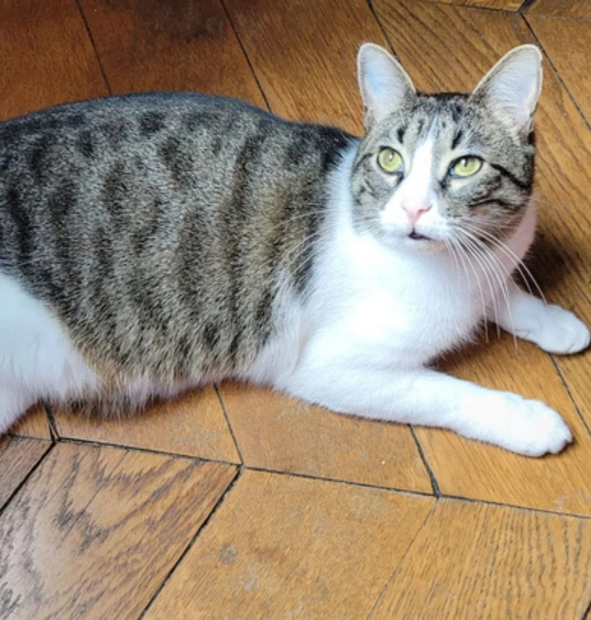 Hook, male 5yo Mixed Breed for adoption at Association Les Chats De Loyasse