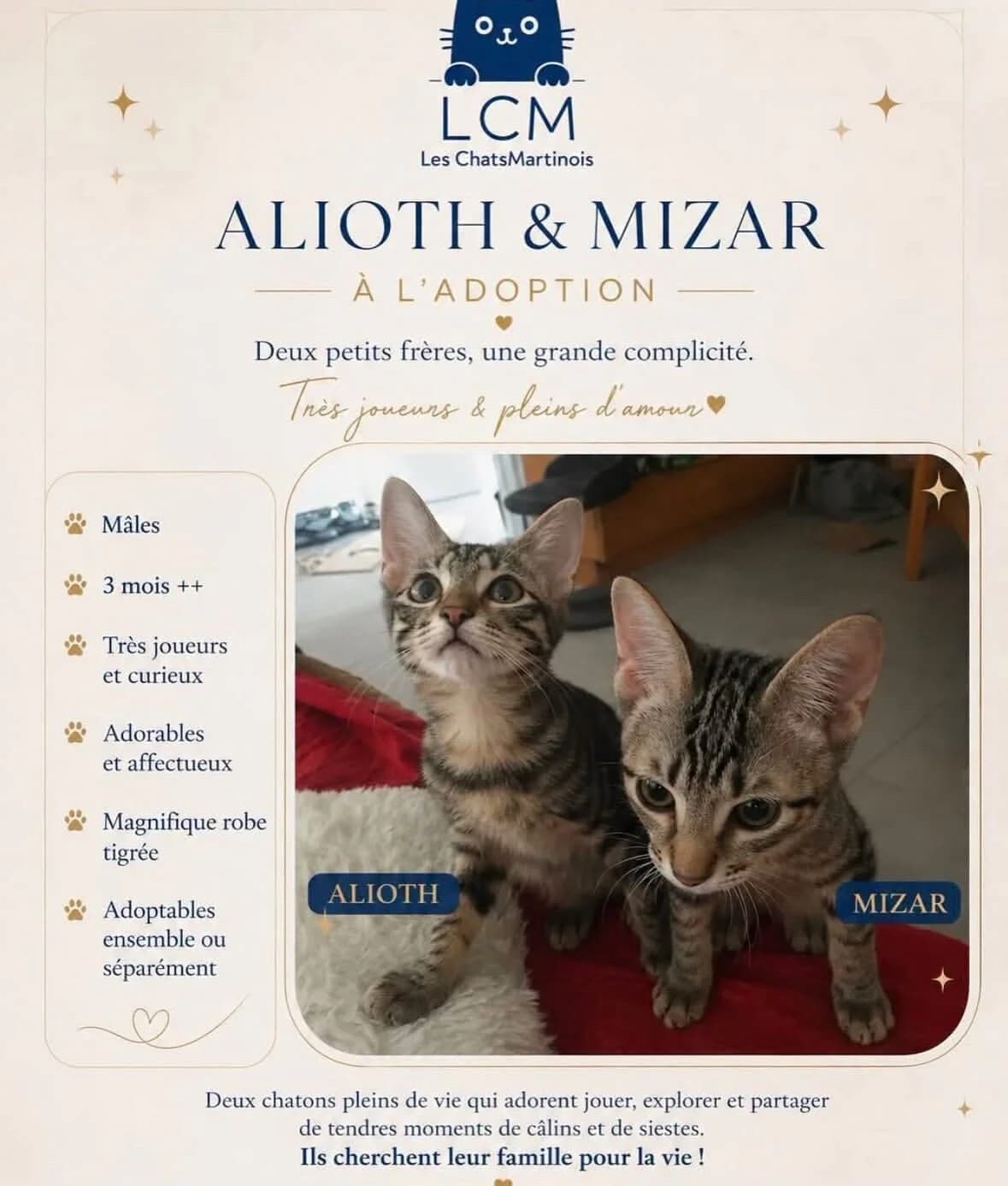ALIOTH & MIZAR, Mixed Breed for adoption at Les Chats Martinois