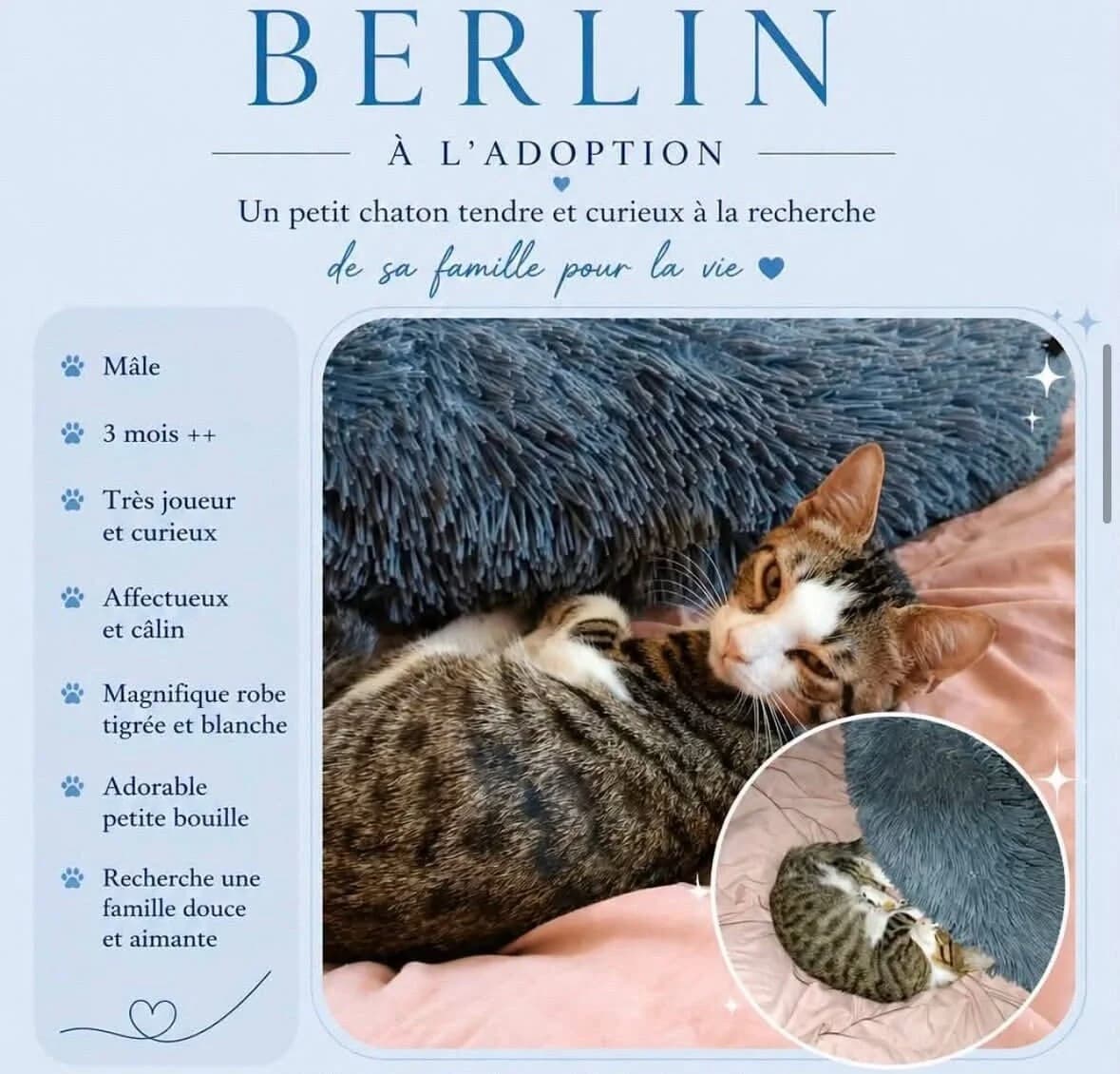 BERLIN BERLIN, male puppy Mixed Breed for adoption at Les Chats Martinois