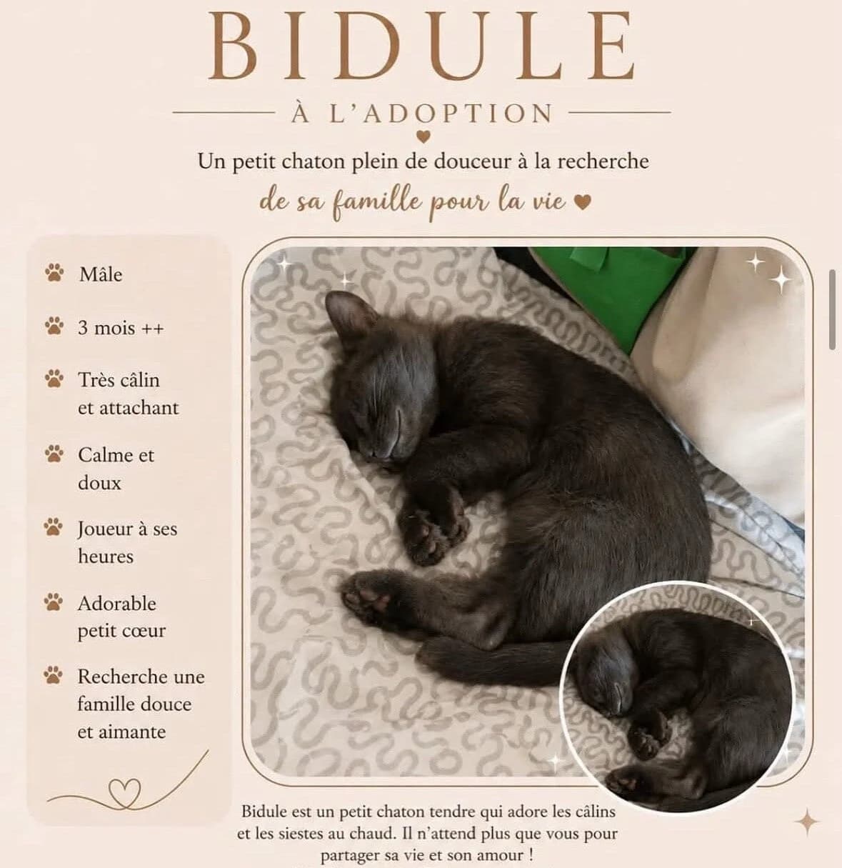 BIDULE À, male Mixed Breed for adoption at Les Chats Martinois