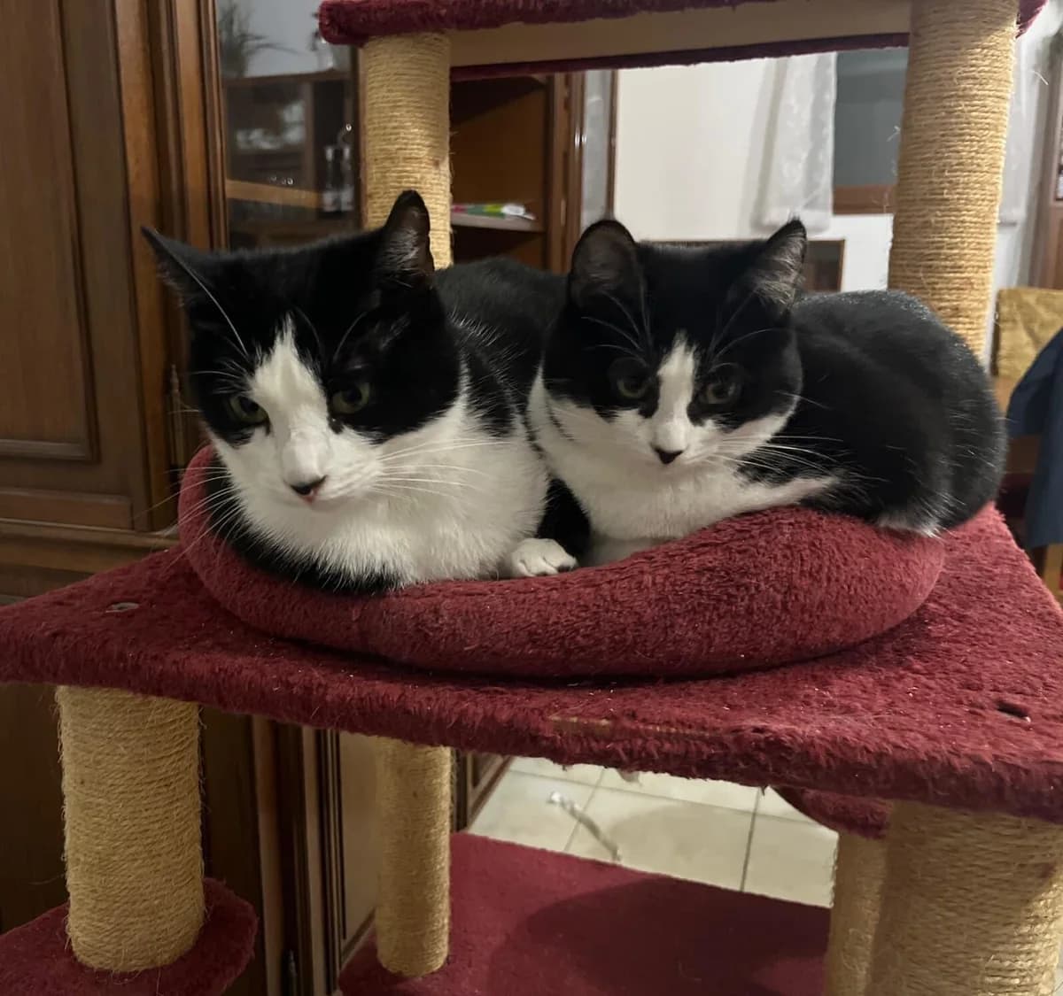 HΓRA & IRIS, Mixed Breed for adoption at Les Chats Martinois