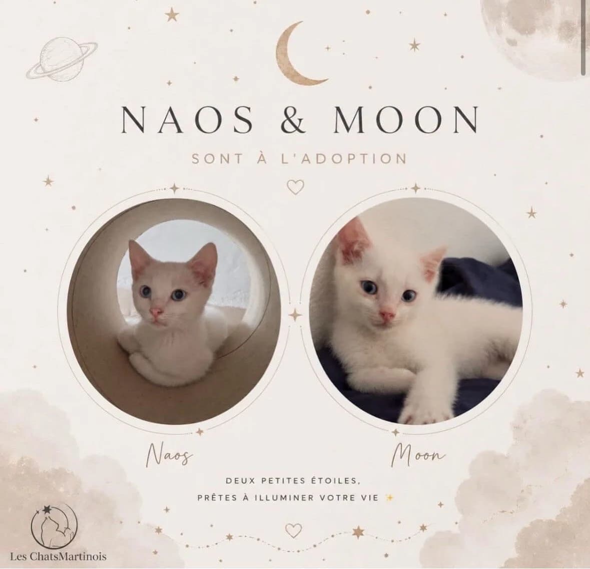 NAOS & MOON, Mixed Breed for adoption at Les Chats Martinois
