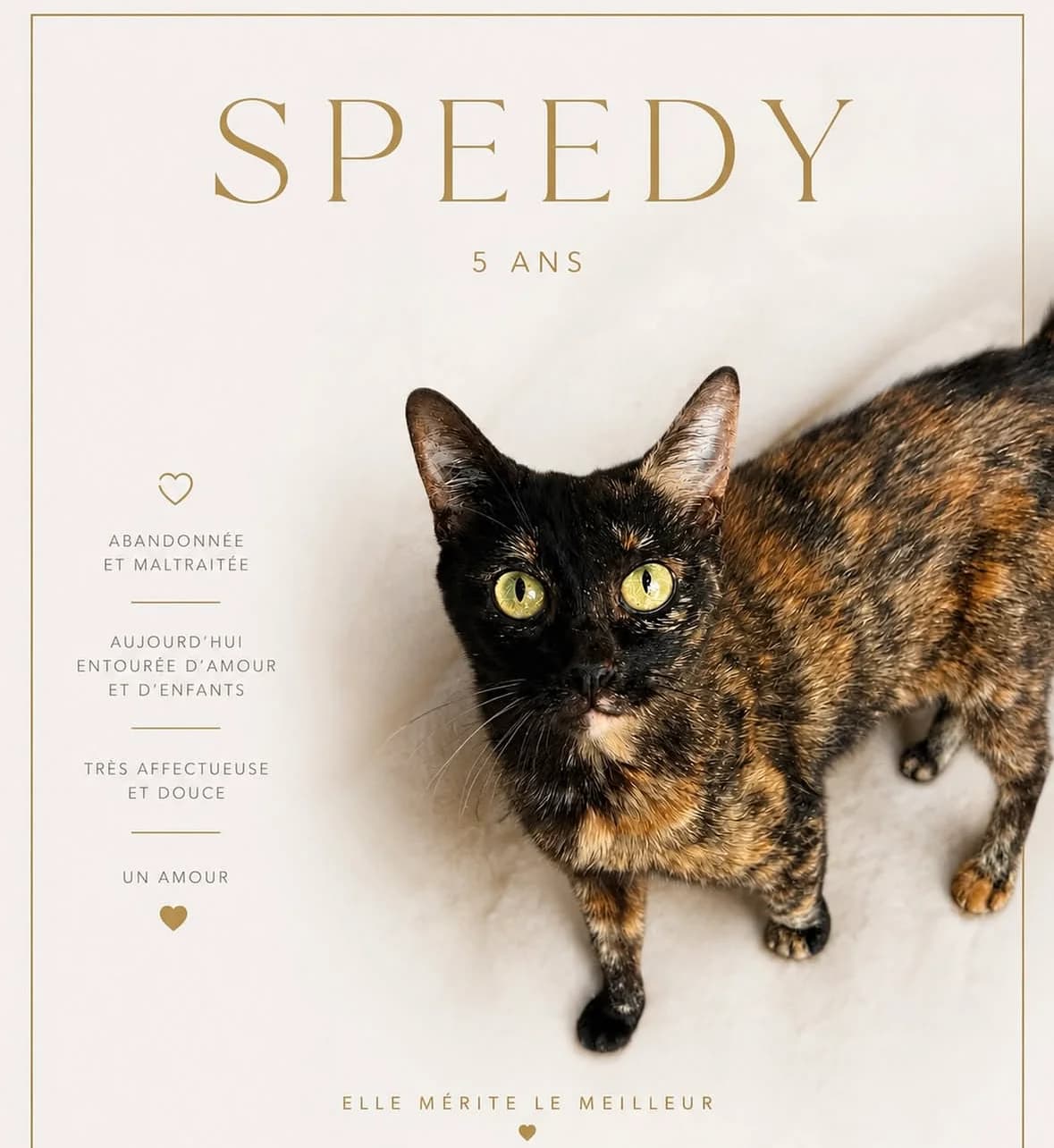 SPEEDY, female Mixed Breed for adoption at Les Chats Martinois