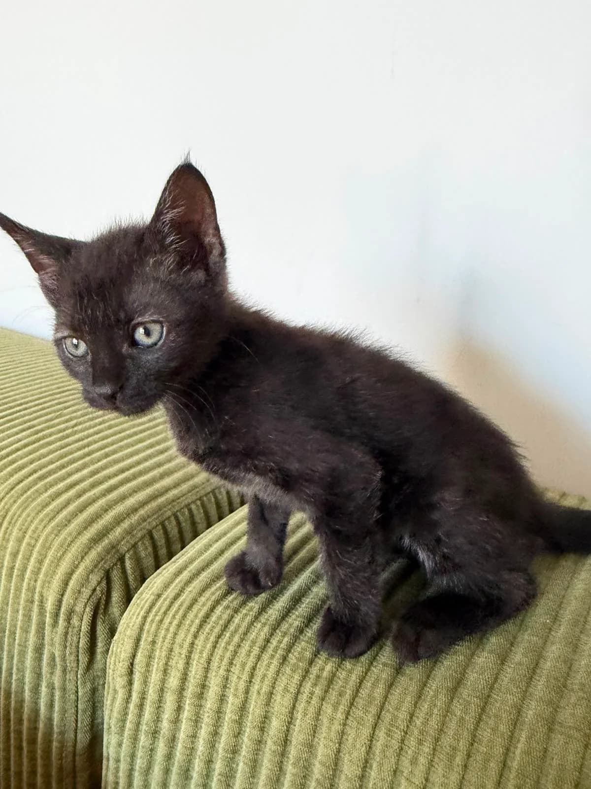 Pécan, male puppy Mixed Breed for adoption at Les Félins des Monts d, Dardilly