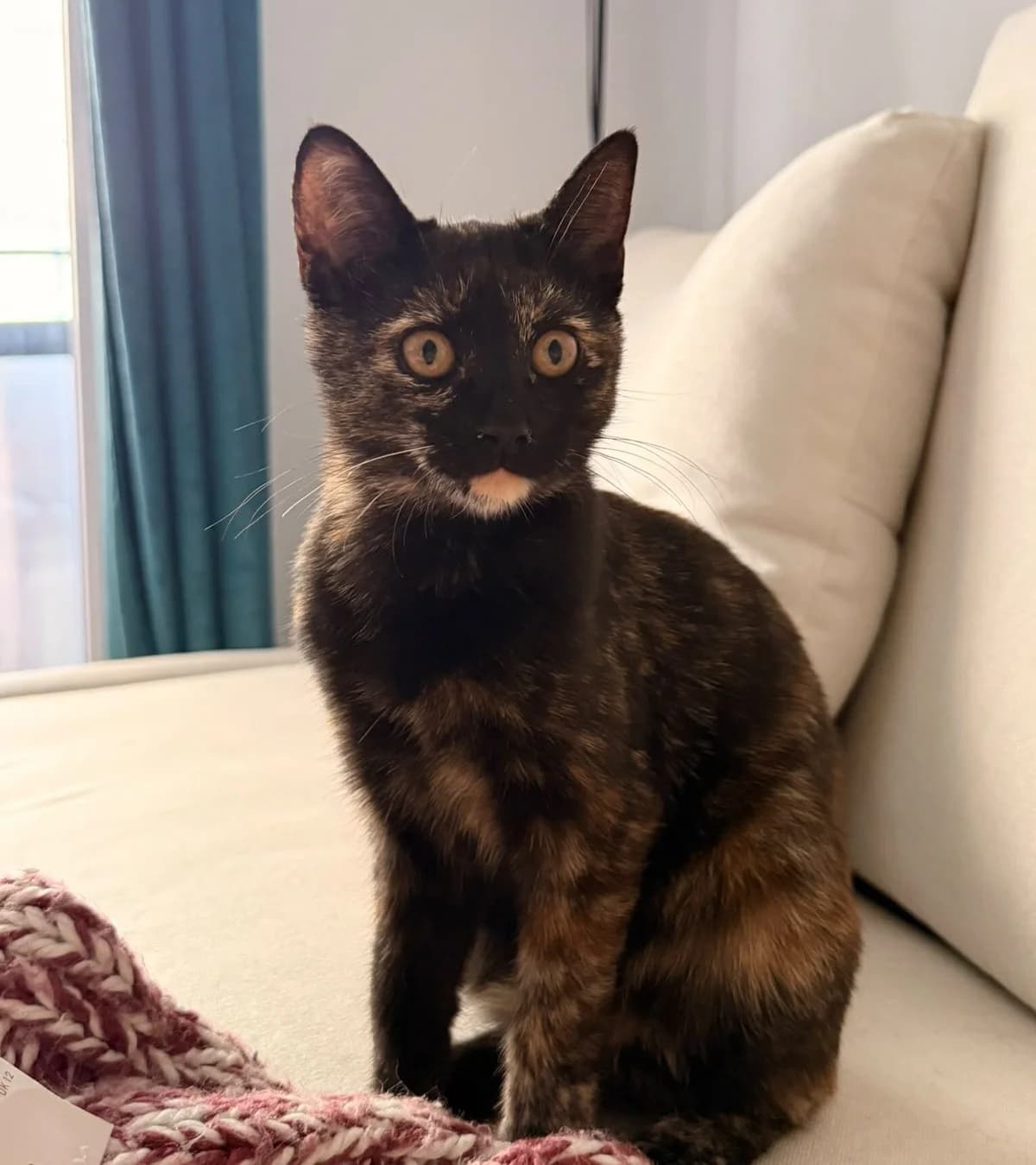 Salem, male Mixed Breed for adoption at Les Félins des Monts d, Dardilly