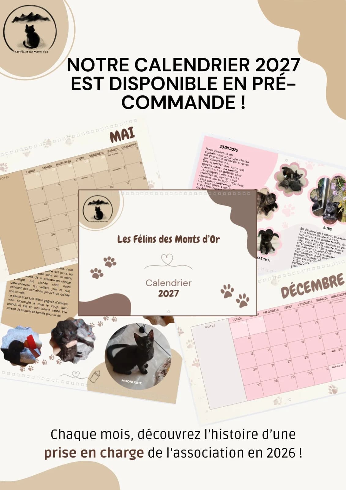 Yuji, male Mixed Breed for adoption at Les Félins des Monts d, Dardilly