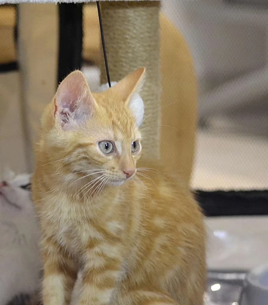 Anzu, male puppy Mixed Breed for adoption at Les Restos du Chat