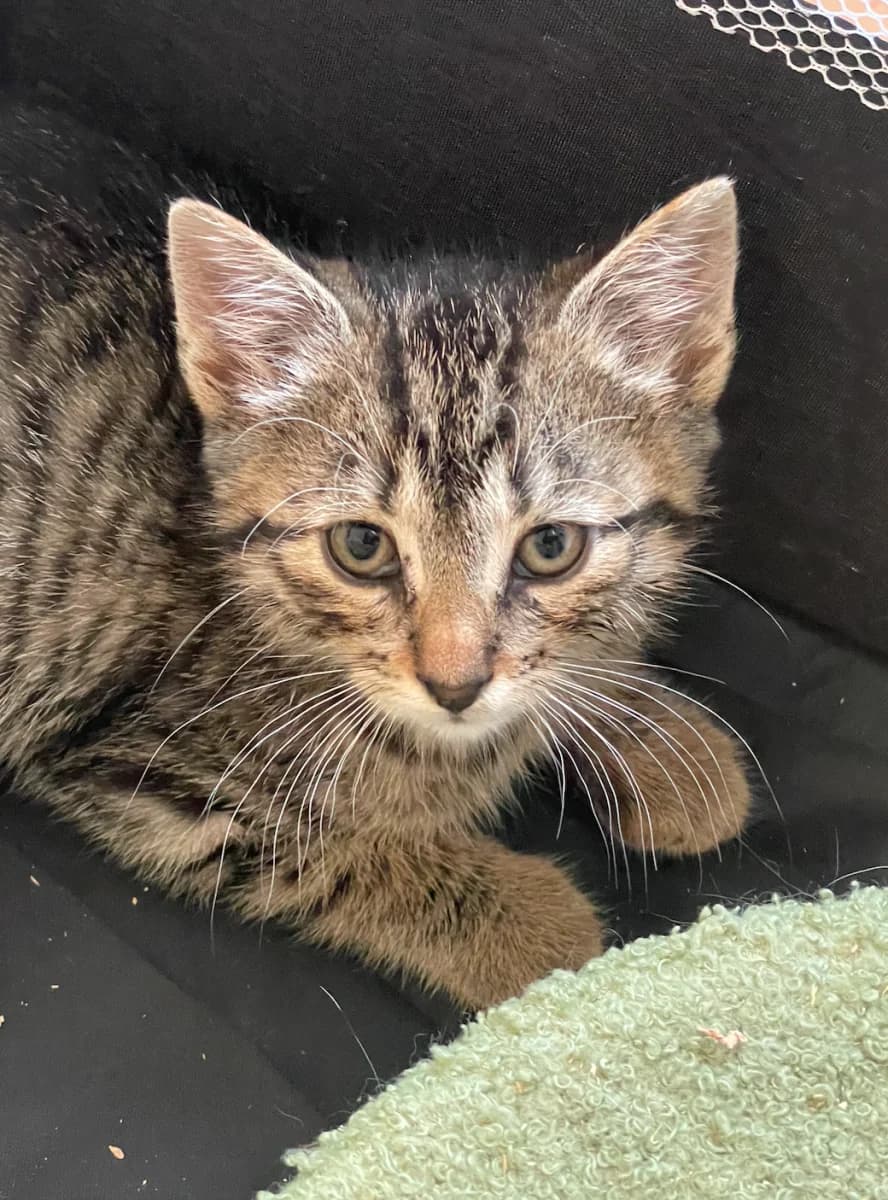 Atila et Meyn, male Mixed Breed for adoption at Les Restos du Chat