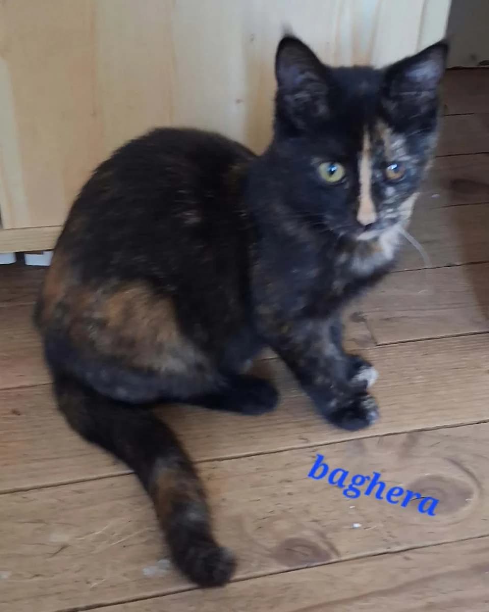 Baghera, female puppy Mixed Breed for adoption at Les Restos du Chat