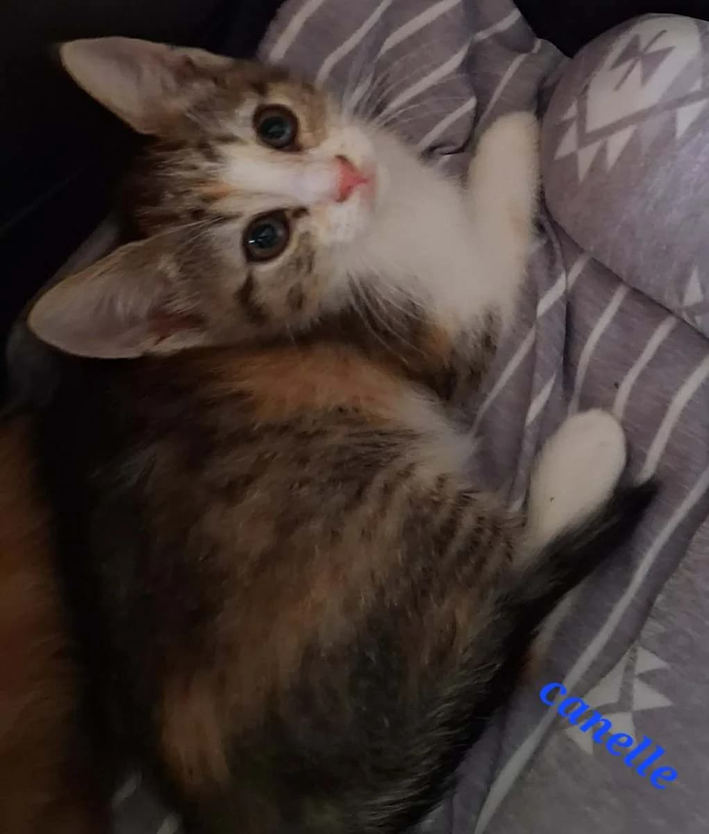 Canelle, female puppy Mixed Breed for adoption at Les Restos du Chat