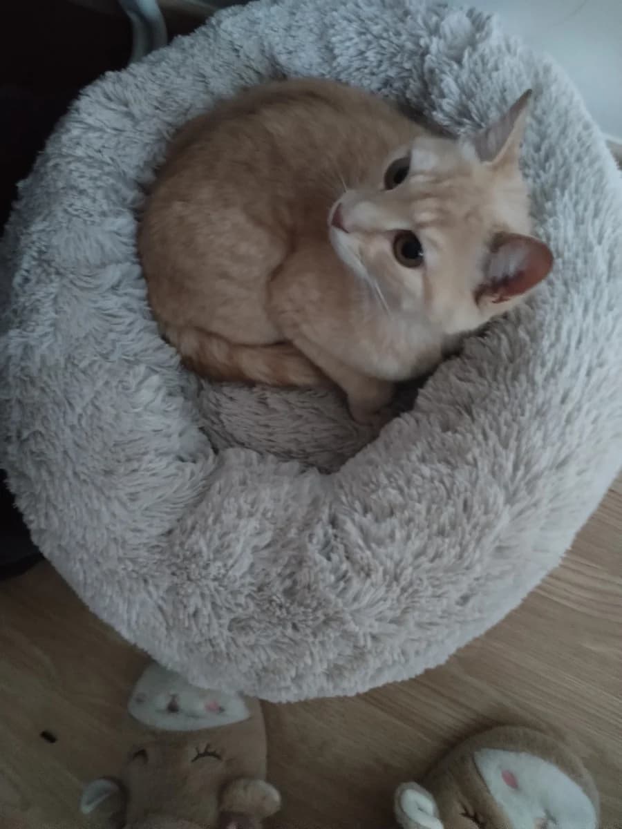 Caramel, male young Mixed Breed for adoption at Les Restos du Chat