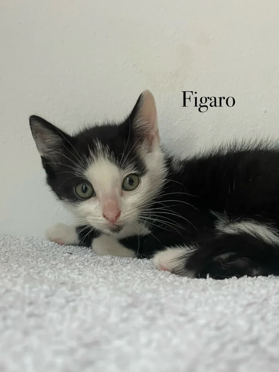 Carmen et Figaro, male puppy Mixed Breed for adoption at Les Restos du Chat