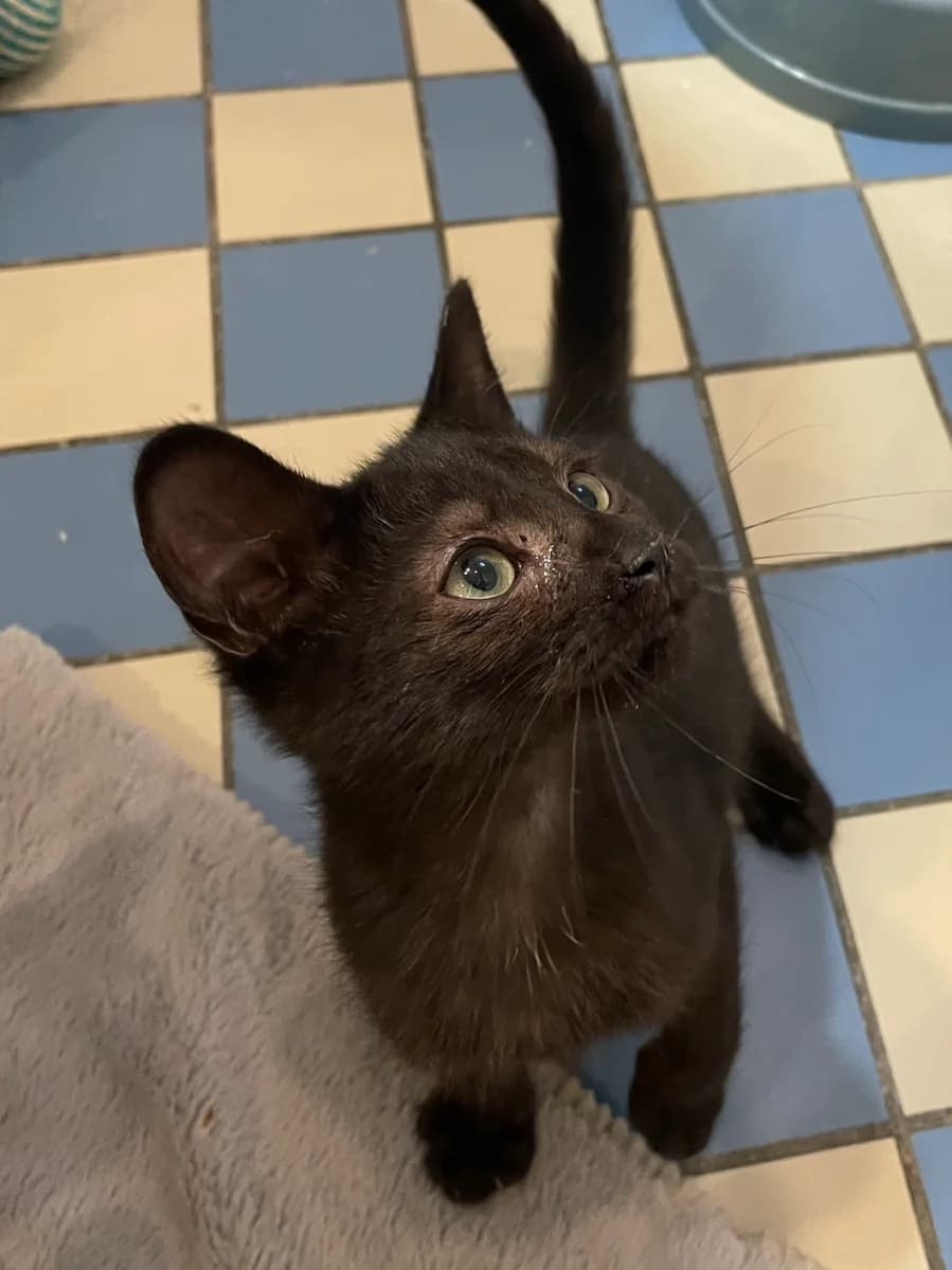Crunch, male puppy Mixed Breed for adoption at Les Restos du Chat