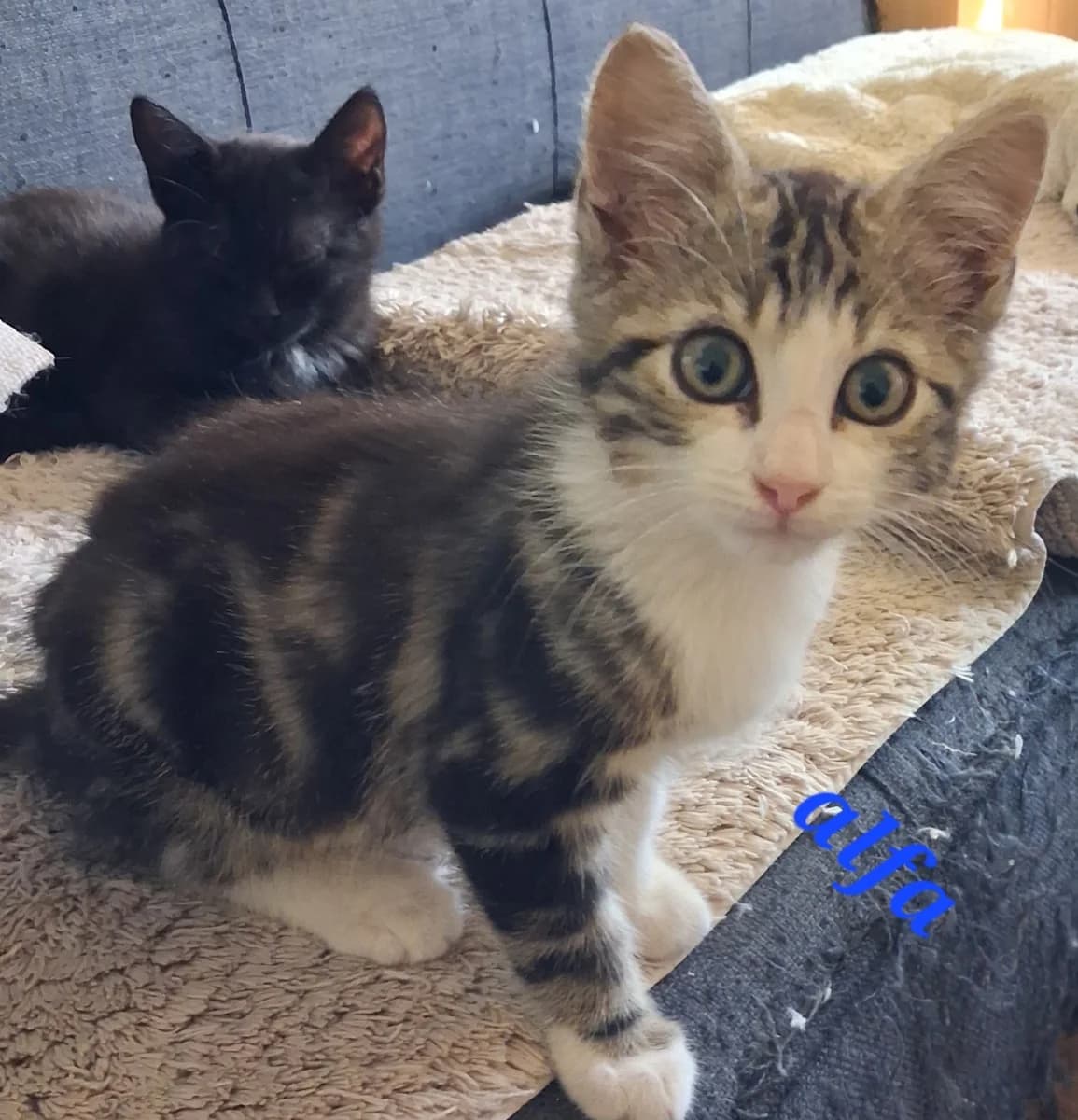 Diam’s et Alfa, male puppy Mixed Breed for adoption at Les Restos du Chat