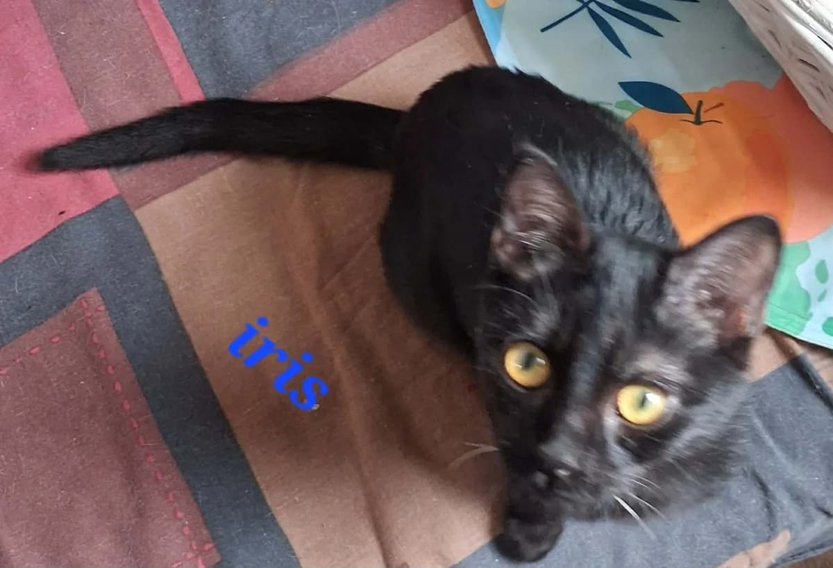 Iris, female puppy Mixed Breed for adoption at Les Restos du Chat