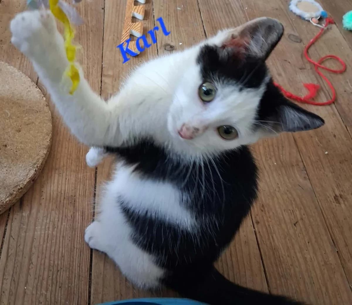 Karl, male puppy Mixed Breed for adoption at Les Restos du Chat