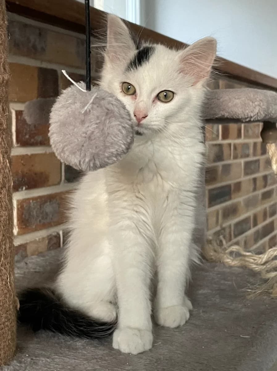 Kiyo, male puppy Mixed Breed for adoption at Les Restos du Chat