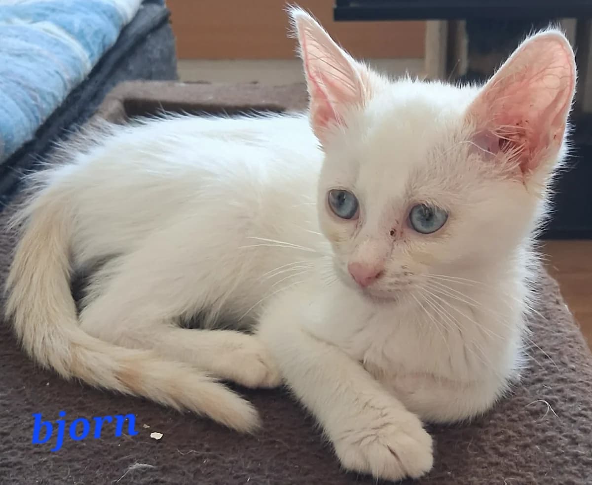 Bjorn, male puppy Mixed Breed for adoption at Les Restos du Chat