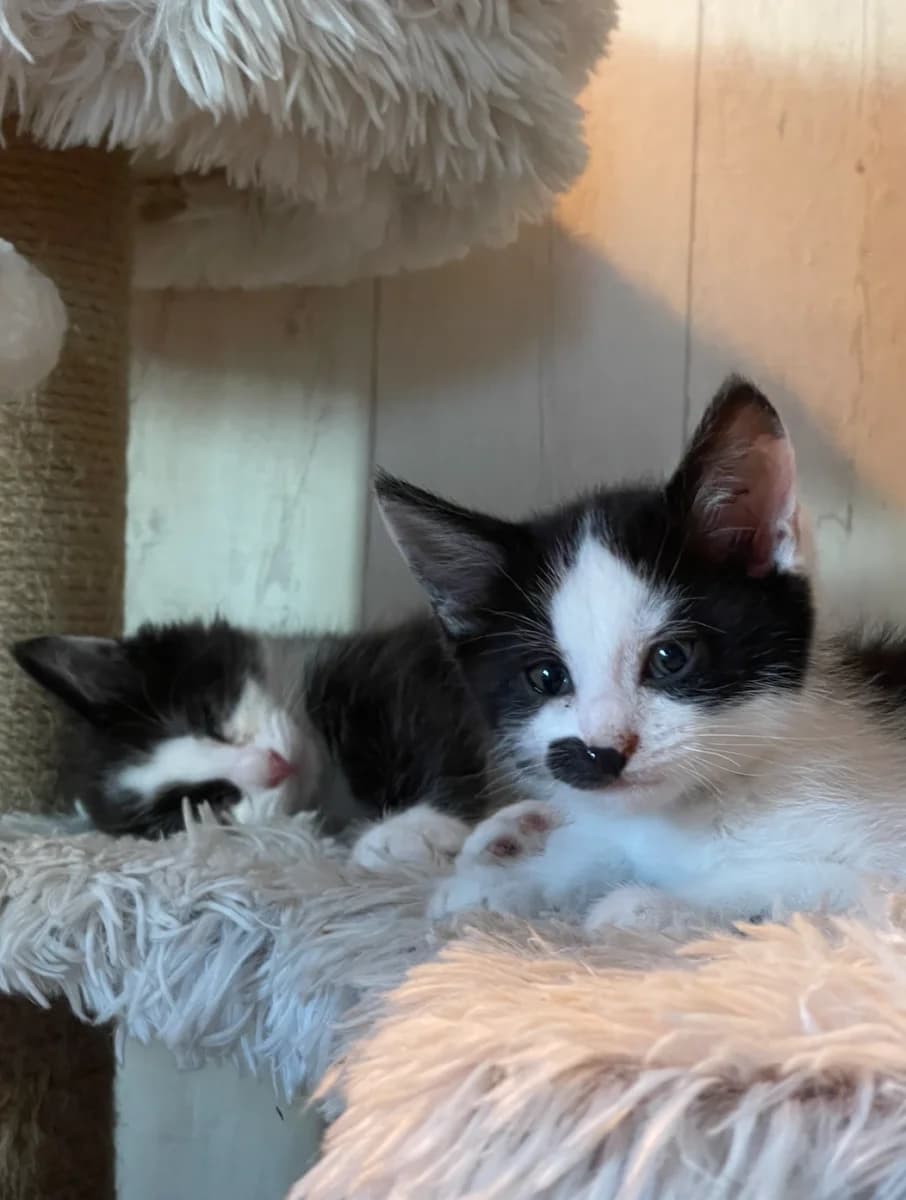 Lotus et Lilas, male puppy Mixed Breed for adoption at Les Restos du Chat