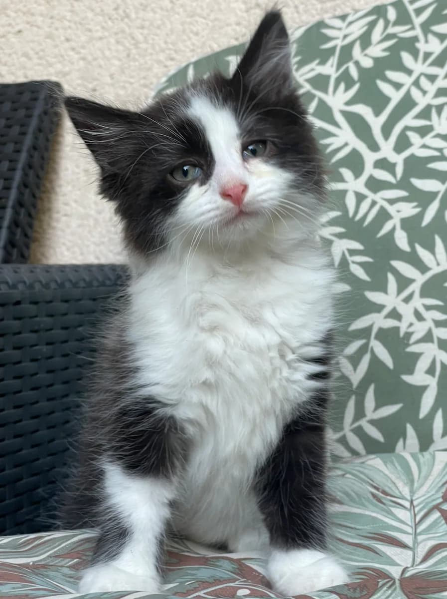 Lotus et Lilas, male puppy Mixed Breed for adoption at Les Restos du Chat